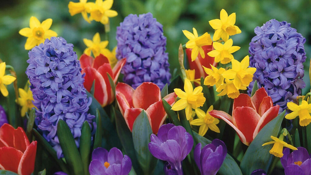 Vibrant Spring Flower Wallpaper: Daffodils, Hyacinths & Tulips