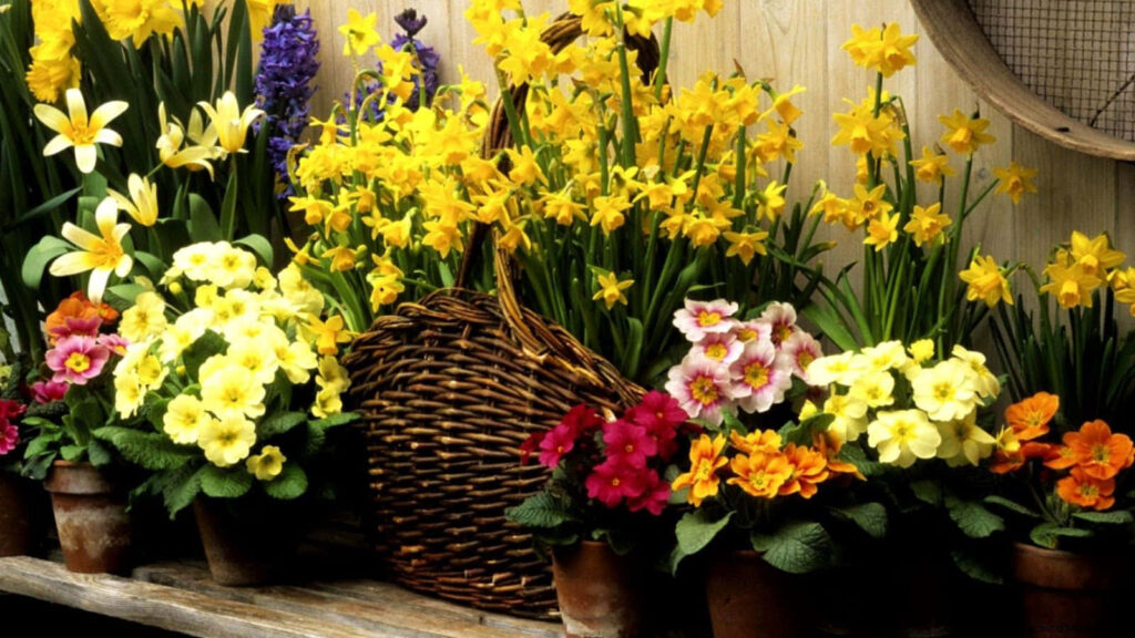 Vibrant Spring Flower Wallpaper: Daffodils & Primroses in Pots