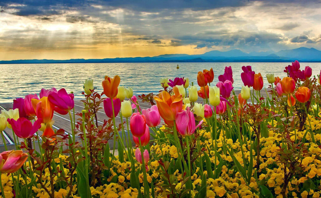 Vibrant Spring Flower Wallpaper with Serene Lakeside View