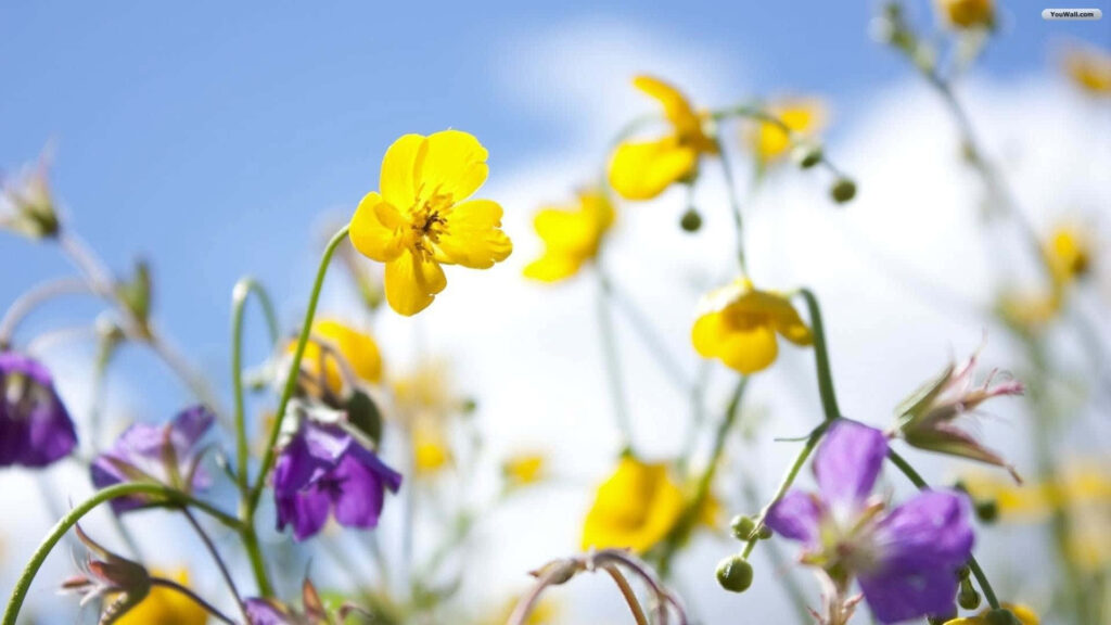 Vibrant Spring Flowers Wallpaper: Yellow & Purple Blossoms Background