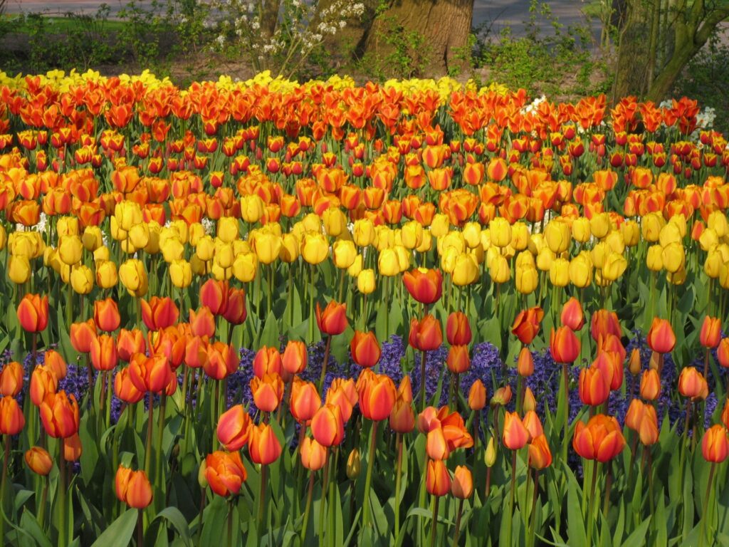 Vibrant Spring Flowerbed: Colorful Tulips & Purple Hyacinths Oasis Wallpaper