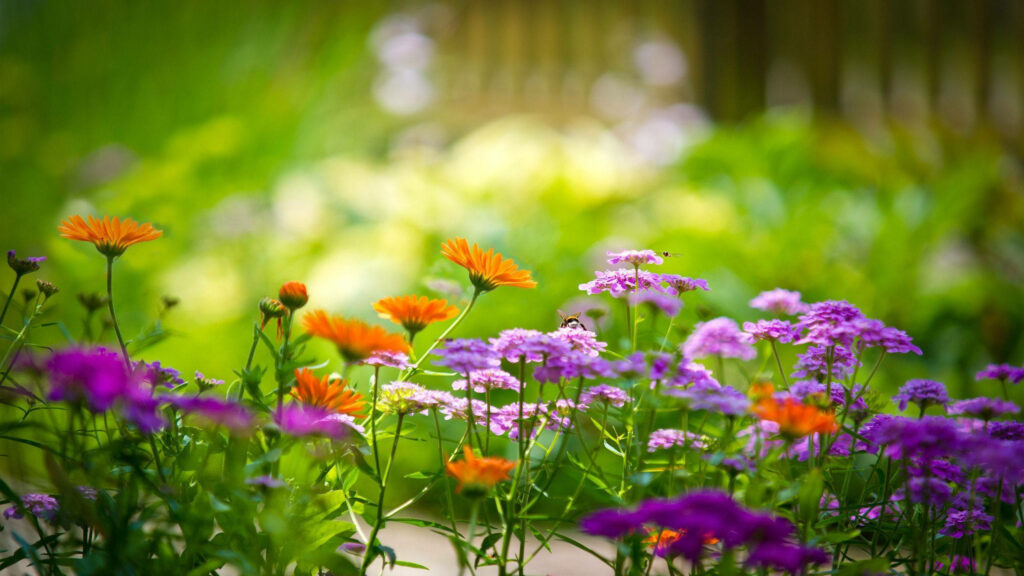 Vibrant Spring Garden Wallpaper: Lush Orange & Violet Blooms