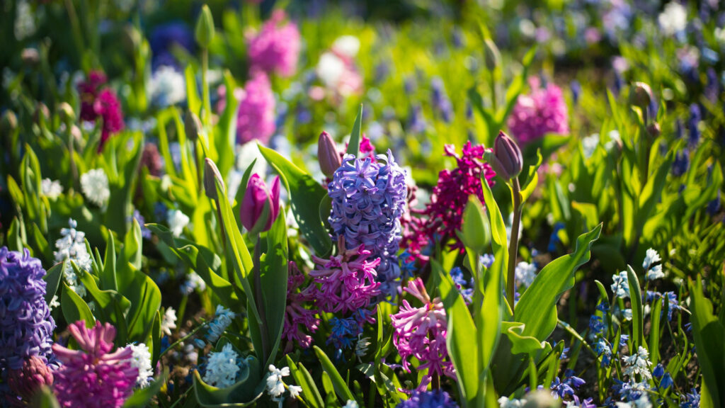Vibrant Spring Garden Wallpaper: Lush Pink & Violet Blooms Background
