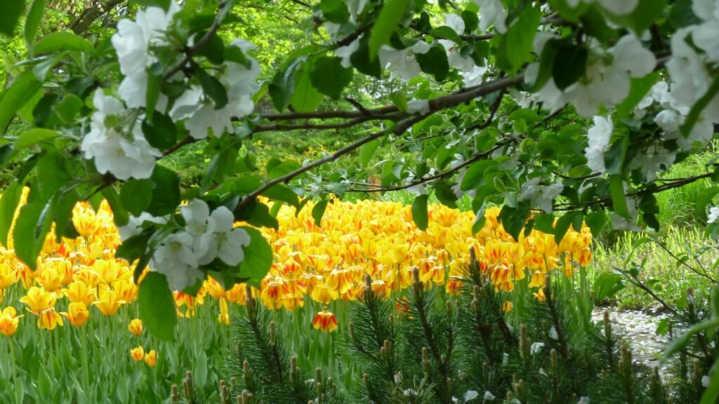 Vibrant spring garden wallpaper with yellow orange tulips white blooms and green trees background
