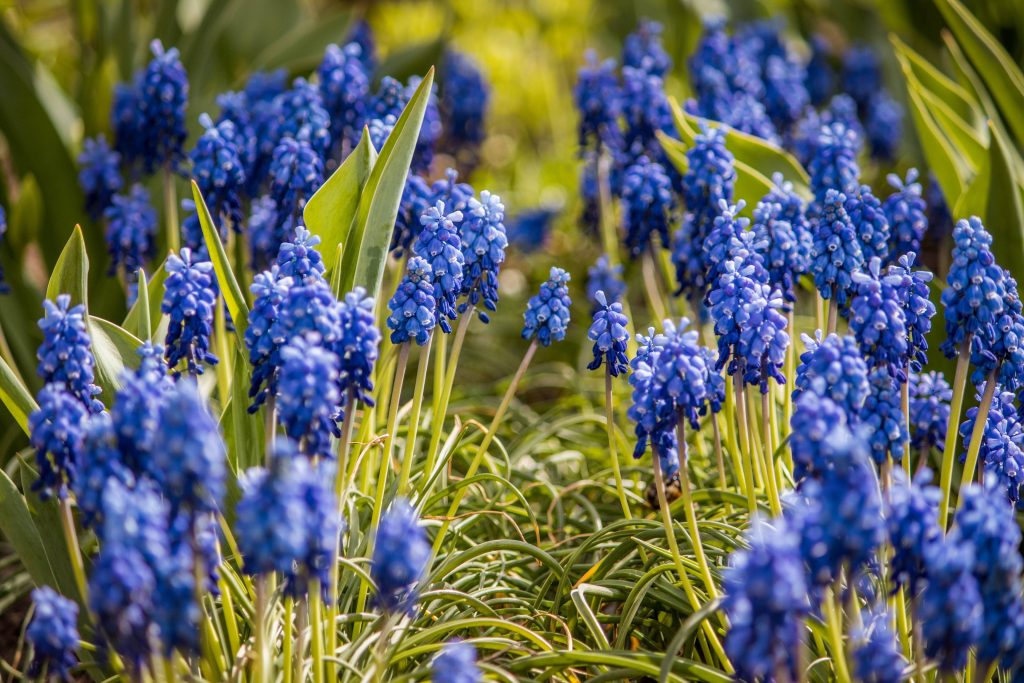 Vibrant grape hyacinths blooming in a green field natural spring botanical wallpaper background
