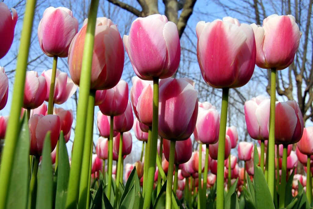 Vibrant Spring Landscape: Pink Tulips and Blue Sky Beauty Wallpaper