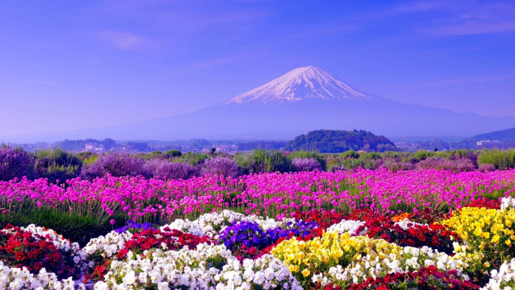 Vibrant Spring Landscape: Snow-Capped Mountain & Colorful Flower Field Wallpaper