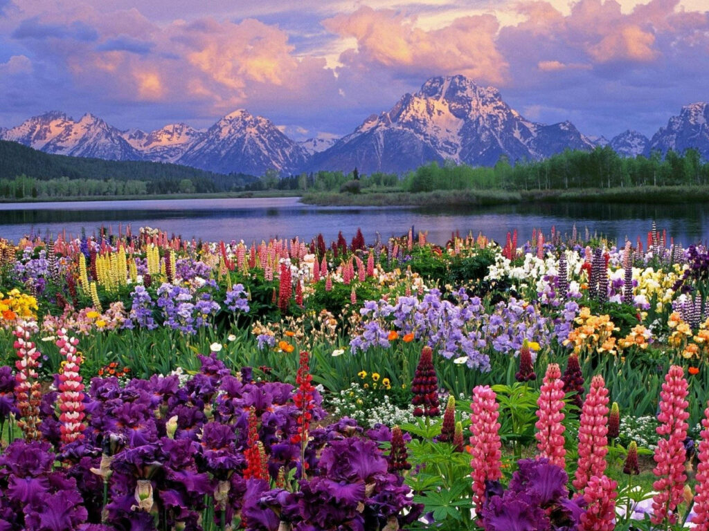 Stunning Spring Landscape Wallpaper: Vibrant Lupines & Snow-Capped Mountains