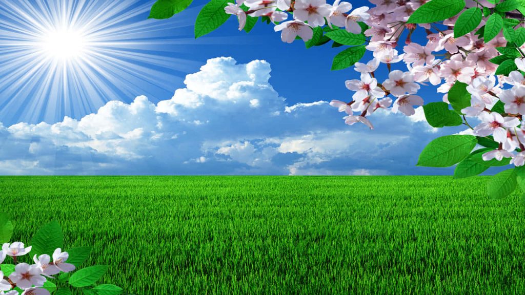 Spring desktop wallpaper lush green field radiant sunlit blue sky cherry blossom branches