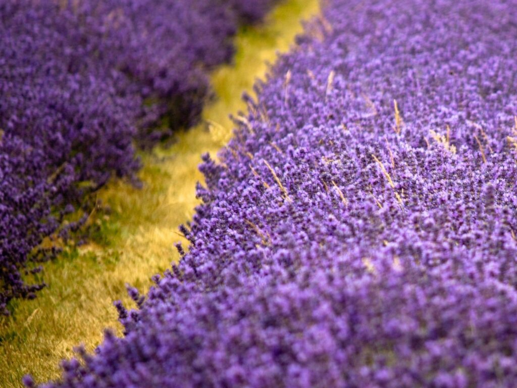 Vibrant spring lilac flowers bloom in dense purple clusters beside a golden garden path wallpaper