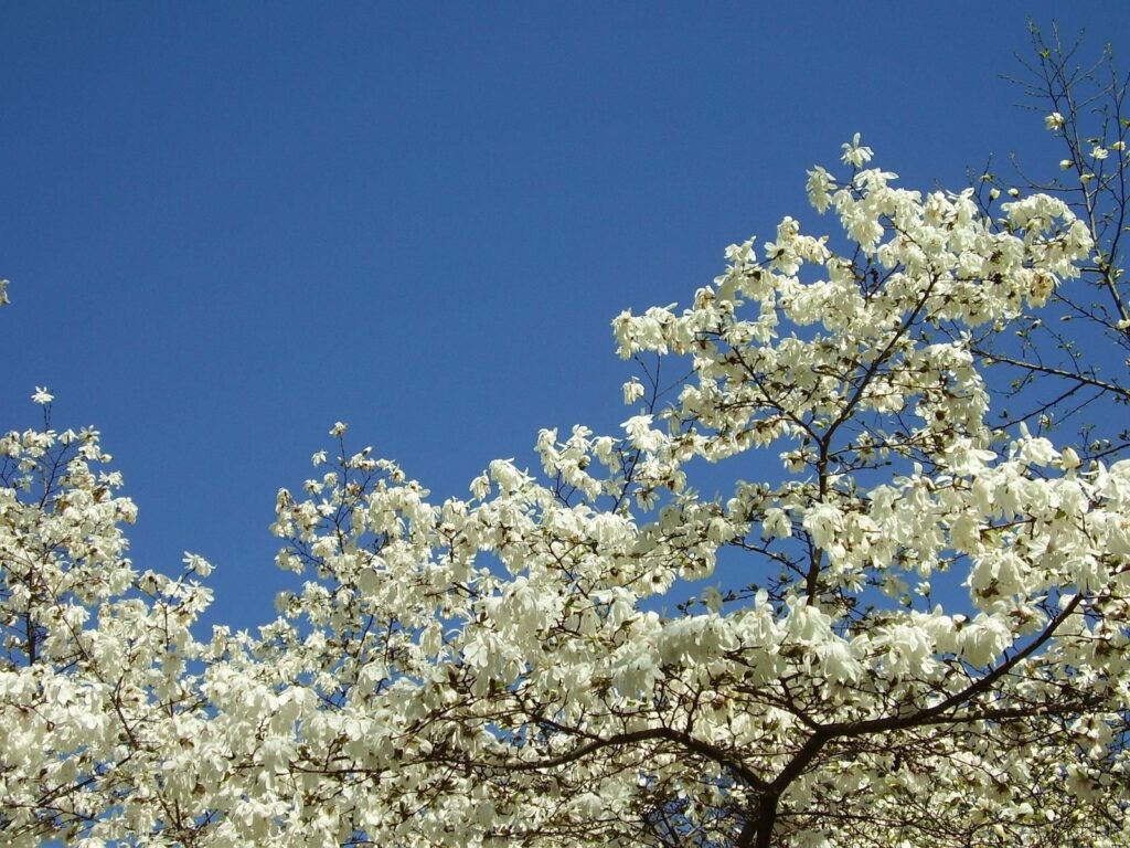 Vibrant Spring Magnolia Blossoms Wallpaper - 1600x1200 Background