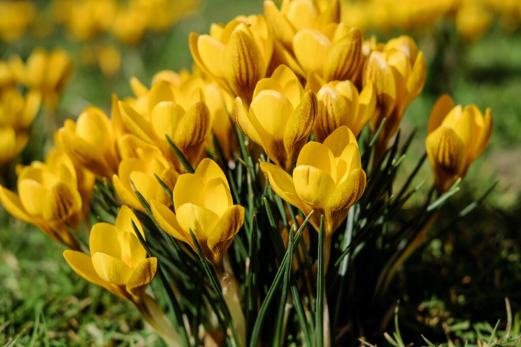 Bright Yellow Crocuses Blooming in a Lush Spring Meadow Wallpaper