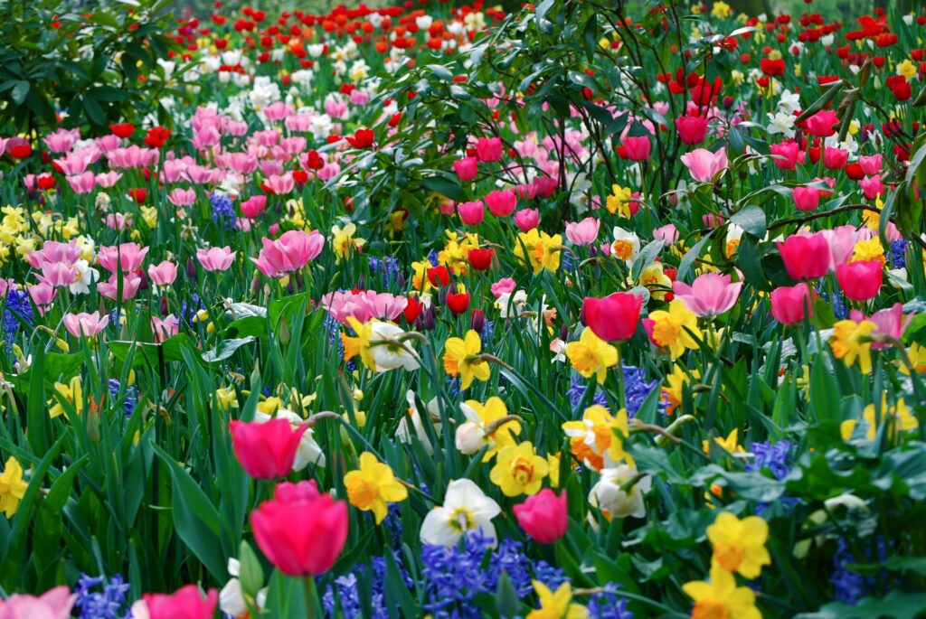 Vibrant Spring Meadow Wallpaper: Colorful Tulips & Daffodils