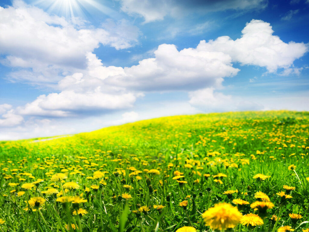 Vibrant Spring Landscape: Lush Meadow & Yellow Dandelions Wallpaper