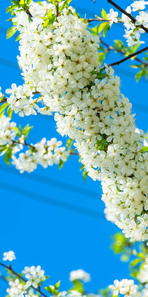 Vibrant Spring Sakura Wallpaper: Delicate Blossoms & Clear Sky Background