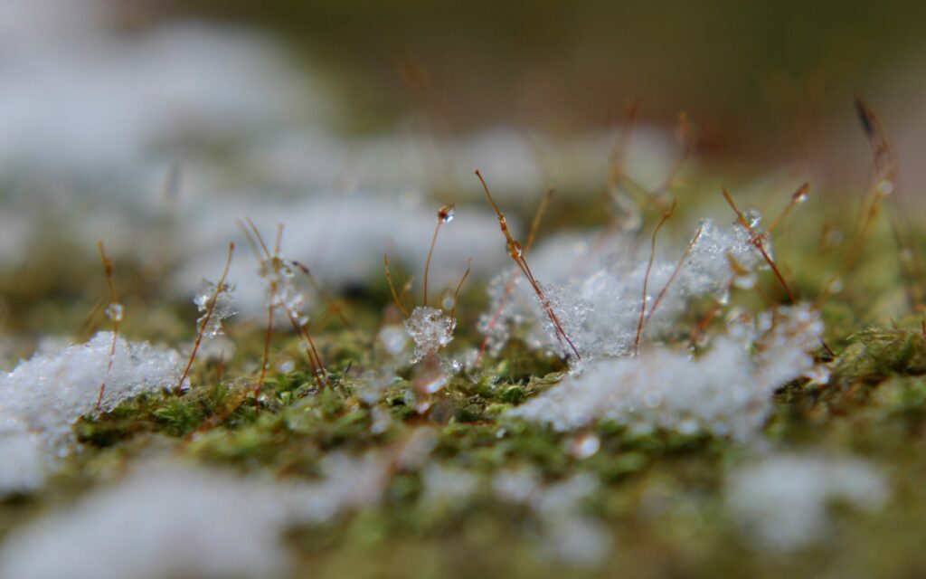 Vibrant Spring Wallpaper: Green Grass, Melting Snow, Muddy Ground