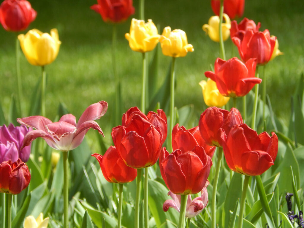 Vibrant Tulip Haven: Captivating Spring Landscape in HD Wallpaper