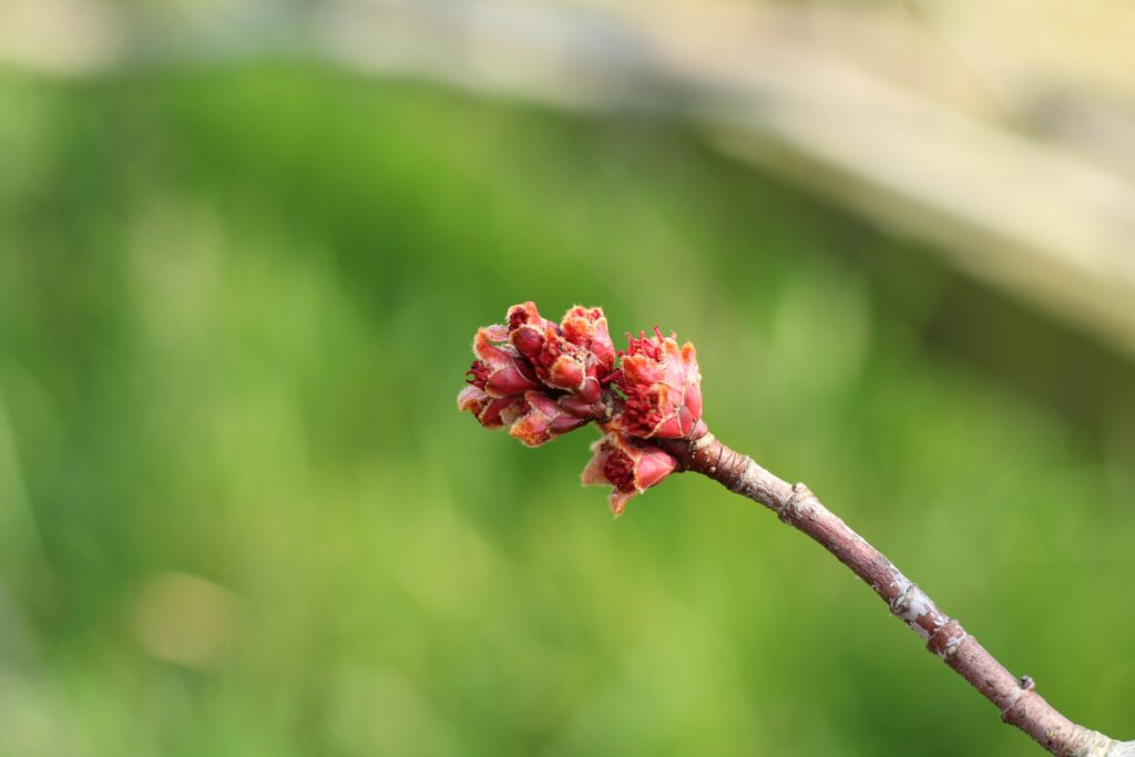Vibrant Spring Tree Branch Wallpaper: Red Buds & Soft Green Background