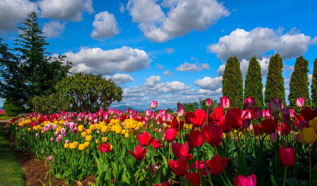 Vibrant spring tulip field with red yellow pink blooms under blue sky and evergreen trees Wallpaper