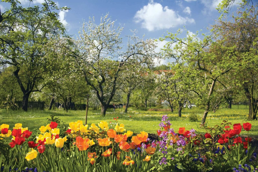 Vibrant Spring Tulips in Bloom: A Picturesque Garden Scene Wallpaper