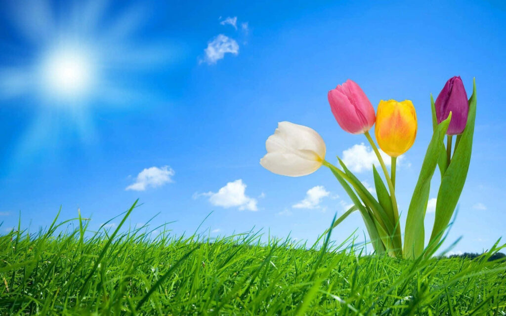 Vibrant Spring Tulips in Grassy Field Under Sunny Blue Sky Wallpaper