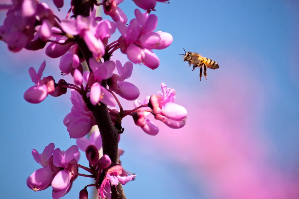Vibrant Spring Wallpaper: Bee & Pink Flowers Against Blue Sky