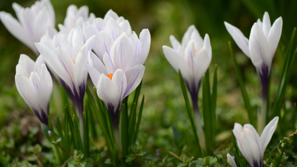 Vibrant Spring Crocuses in Lush Meadow – Freshness Background Wallpaper