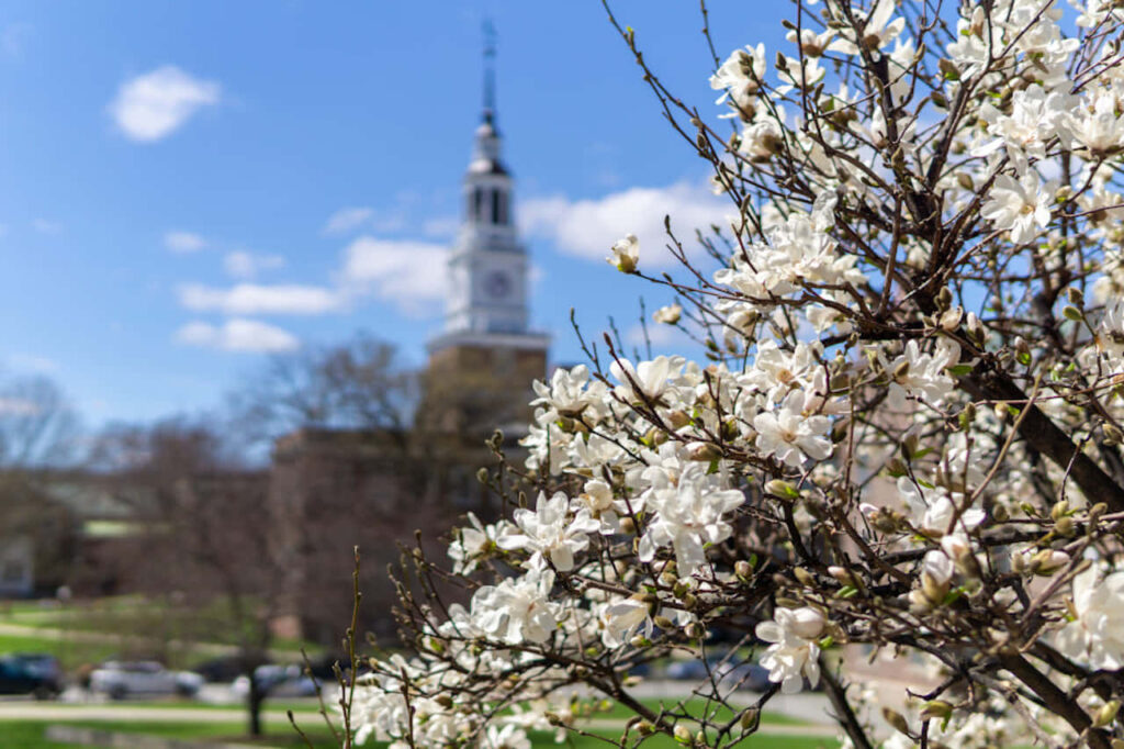 Spring Blossoms and Historic Clock Tower under Blue Sky Wallpaper