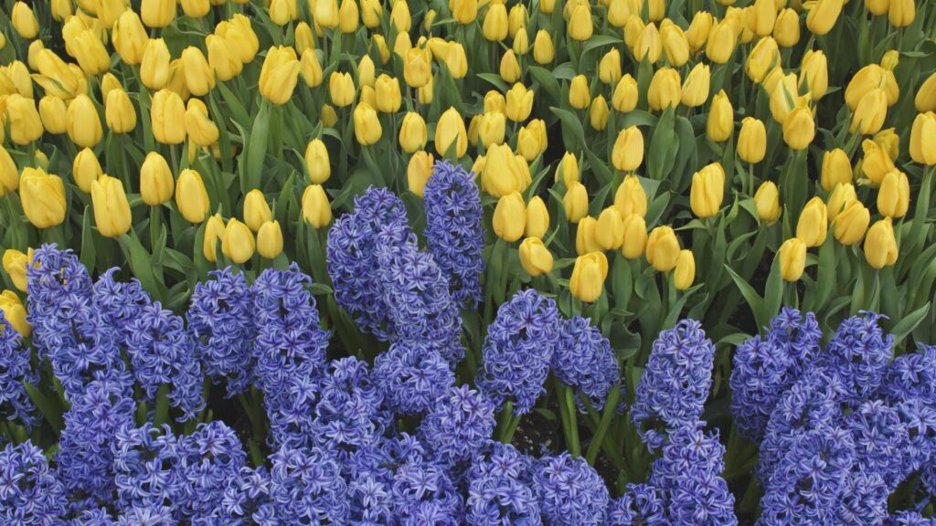 Vibrant Spring Wallpaper: Yellow Tulips & Blue Hyacinths Background