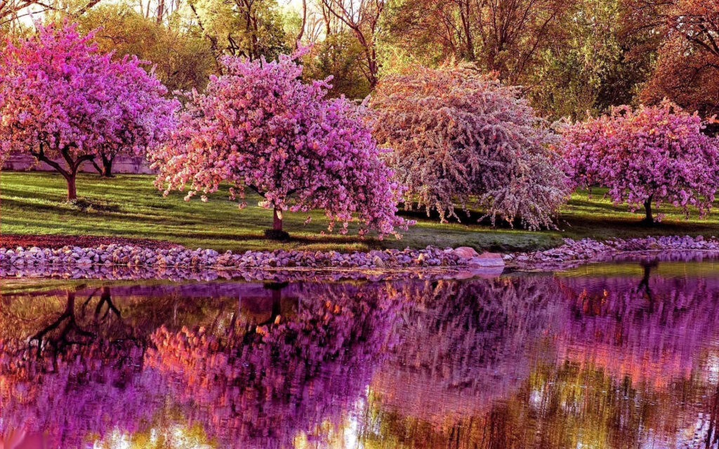 Vibrant Spring Wallpaper: Blossoming Pink Trees by Serene Lake
