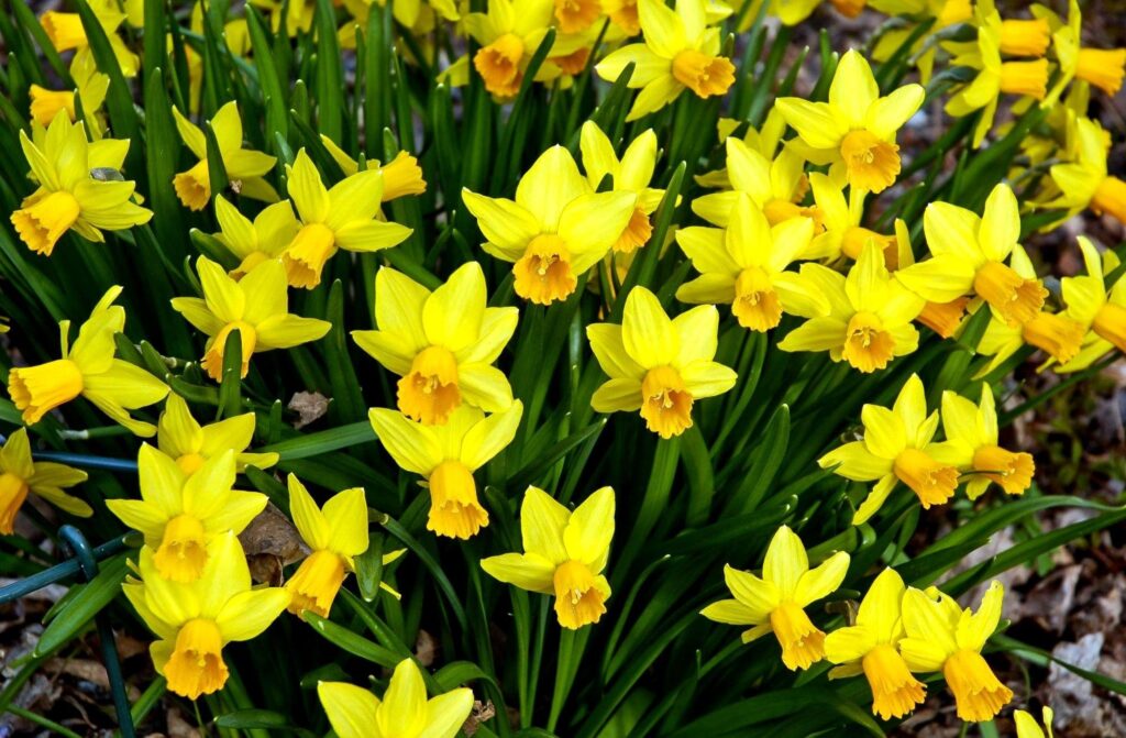 Vibrant Spring Wallpaper: Bright Yellow Daffodil Flowerbed Background