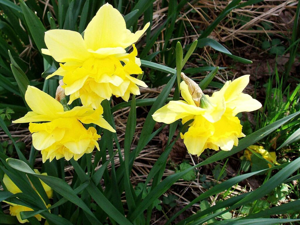 Vibrant Spring Wallpaper: Bright Yellow Daffodils & Lush Green Background