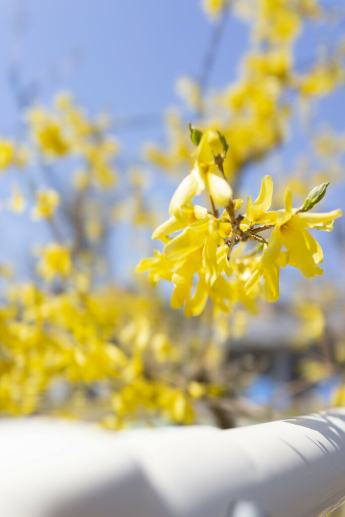 Vibrant Yellow Flower Wallpaper Against Clear Blue Sky - Spring Essence