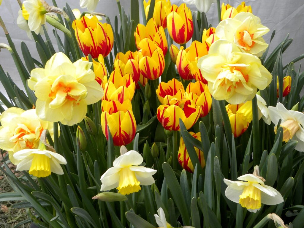 Spring Flowerbed Wallpaper: Bright Yellow & Red Tulips with Daffodils