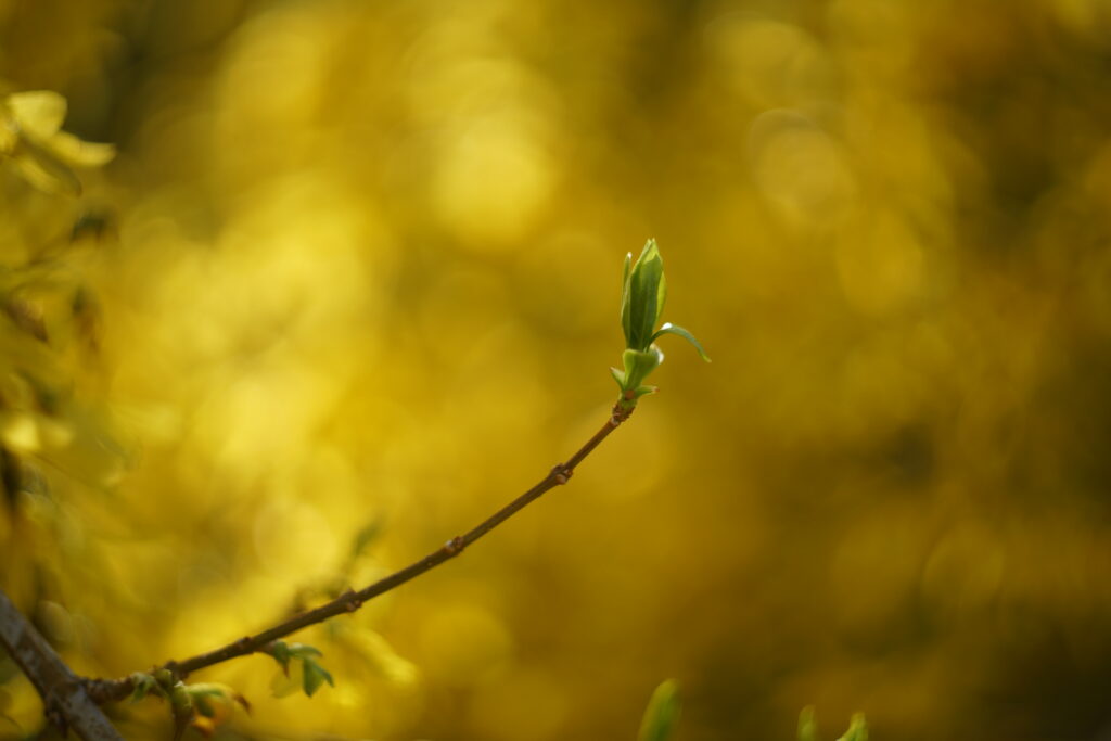 Vibrant Spring Scene: Budding Leaf on Branch, Golden Background Wallpaper