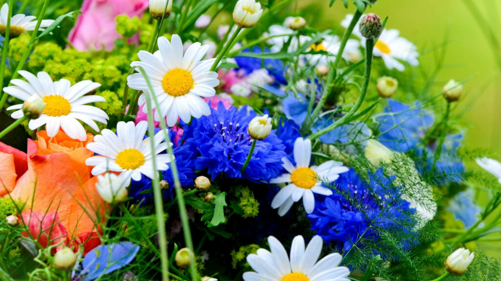 Vibrant Spring Wallpaper: Colorful Chamomile & Blooms in High Resolution