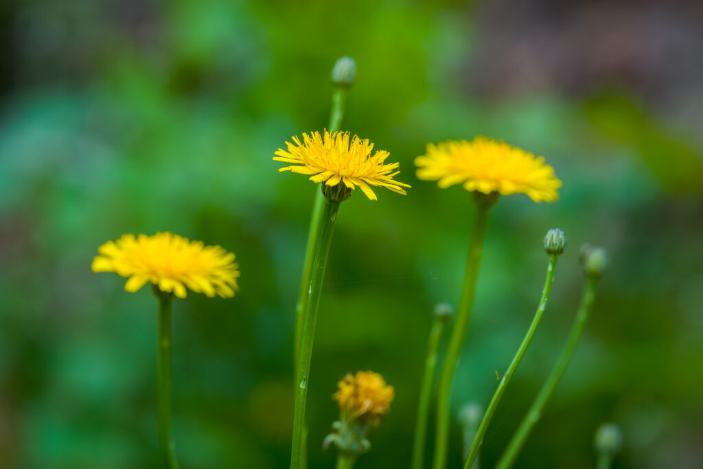 Bright Yellow Dandelions Wallpaper on Lush Green Spring Background