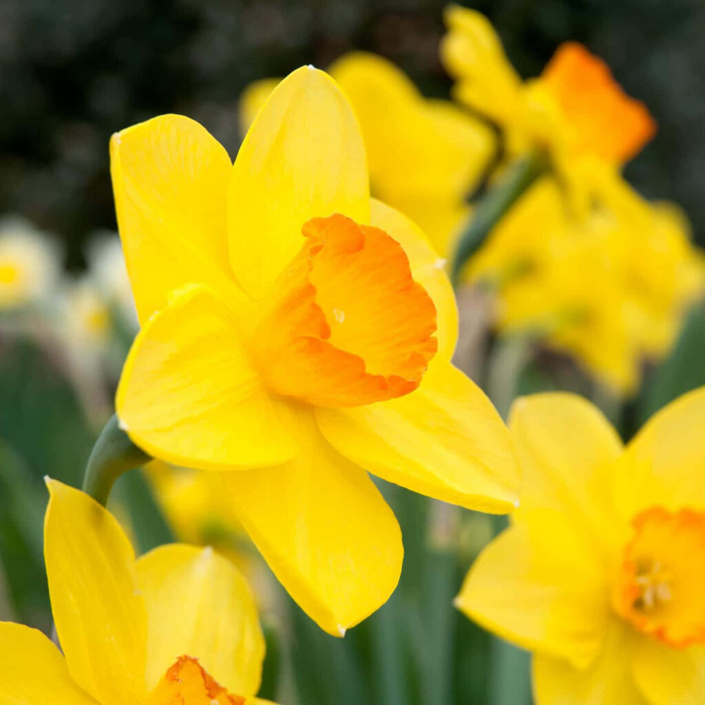 Vibrant Golden Yellow Daffodil Wallpaper - Springtime Blooms