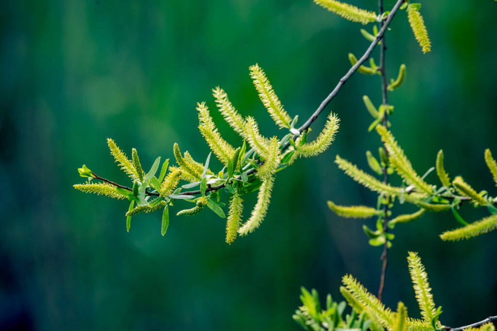 Vibrant Spring Wallpaper: Close-Up of Green Leaves & Fuzzy Blossoms