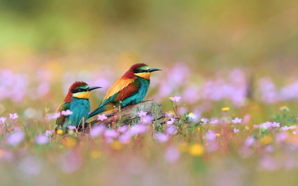 Springtime Vibe: Colorful Birds Amidst Pink & Yellow Blossoms Background Wallpaper