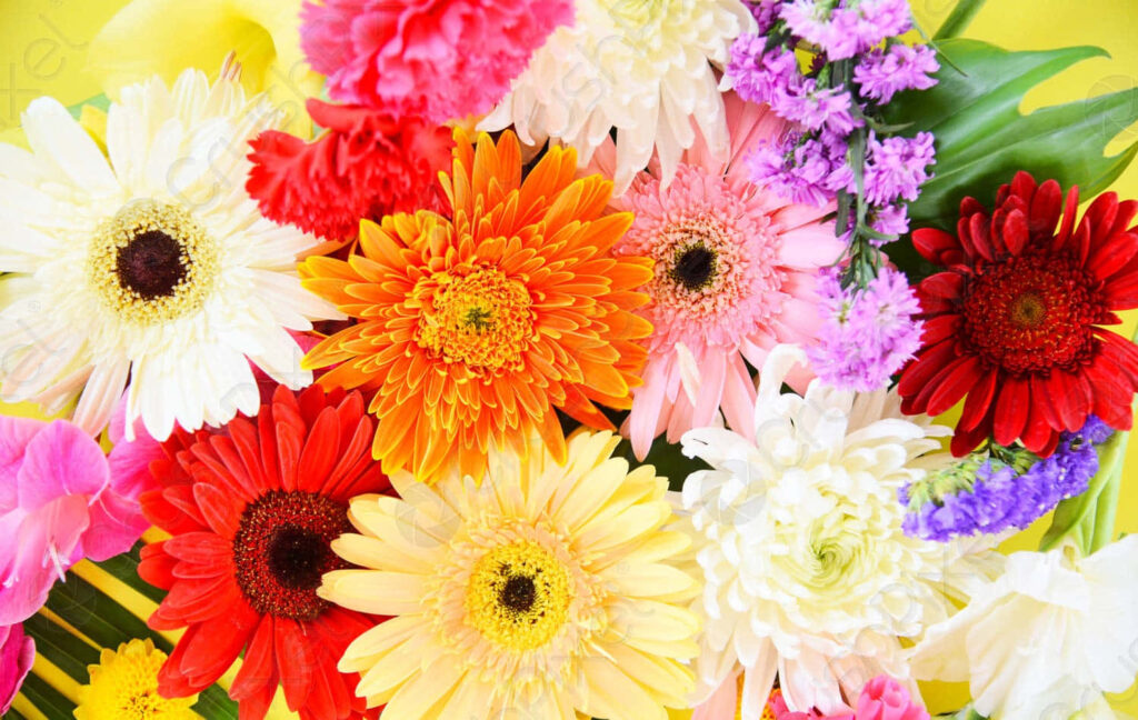 Vibrant Spring Wallpaper: Colorful Gerbera Daisies & Blossoms