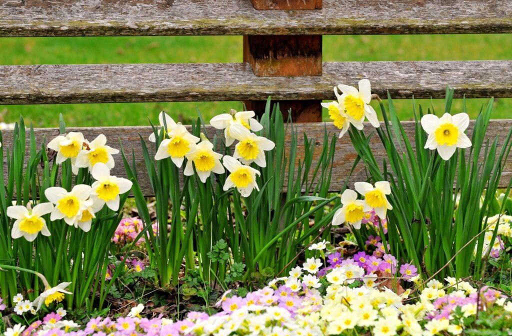Vibrant Spring Daffodils & Primroses Wallpaper: Fresh Green Background