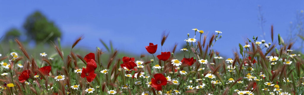 Vibrant Spring Wallpaper: Daisies & Poppies Under Blue Sky