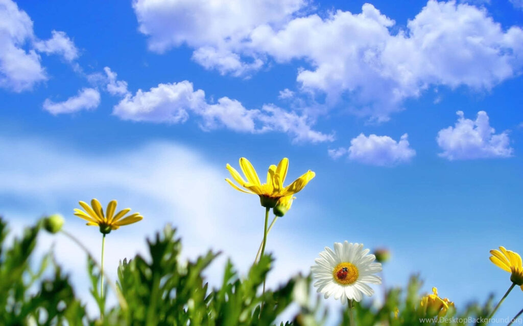 Cheerful Daisy Spring Wallpaper: Blue Sky & Fluffy Clouds Background