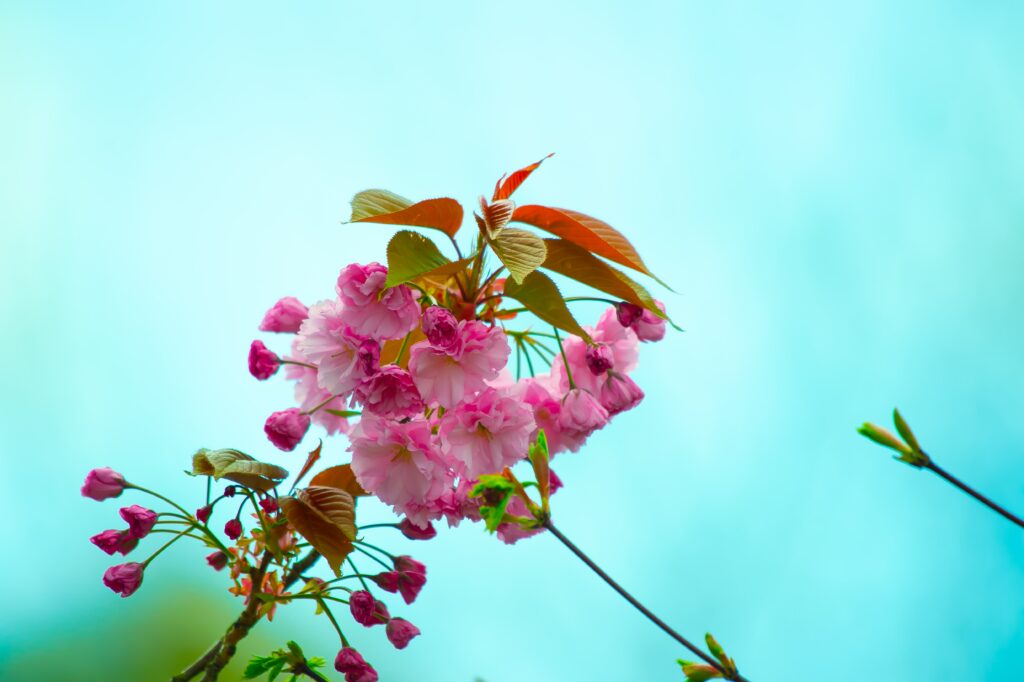 Spring Blossom Wallpaper: Delicate Pink Flowers Against Clear Sky