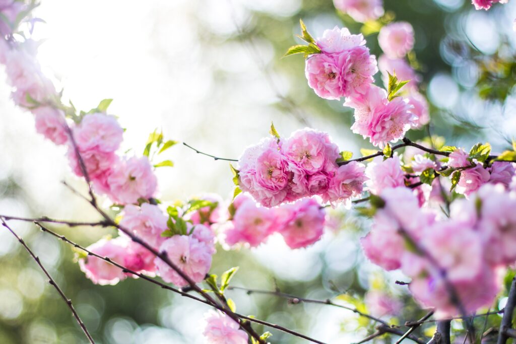 Vibrant Spring Wallpaper: Delicate Pink Blossoms on Soft Background