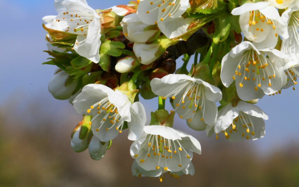 Spring Blossoms Wallpaper: Delicate White Blooms & Lush Green Grass