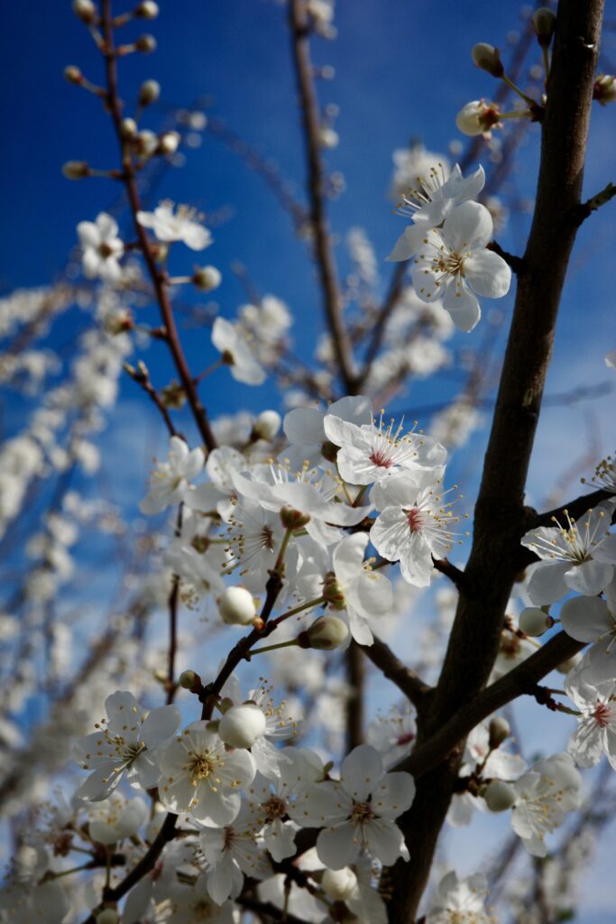Spring Blossoms Wallpaper: Delicate White Flowers & Blue Sky Background