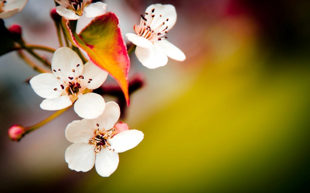 Spring Blossoms: Vibrant White Flower Wallpaper Background