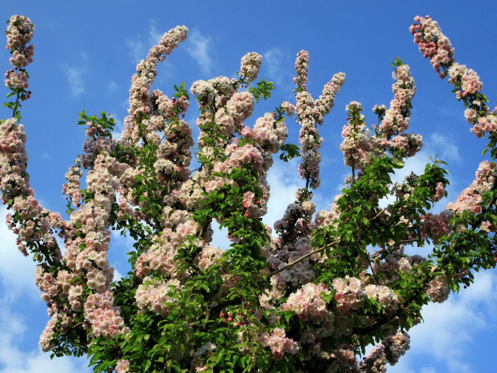 Spring Blossoms Wallpaper: Vibrant Flowers Against a Blue Sky